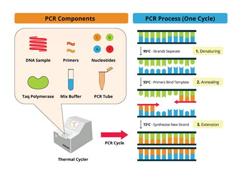 Pcr Process And Thermal Cycle Weier Et Al 1988 Download Scientific Diagram