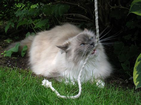 Diese 5'6 große blondine wurde am 19. Растения, цветы, рlants, flowers | Записи в рубрике ...