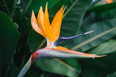 Are Bird Of Paradise Plants Poisonous To Pets Hunker