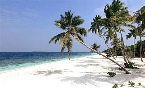 Reethi Faru Island Raa Atoll Maldives Ultimate Guide March 2024
