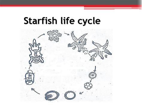 Starfish Life Cycle