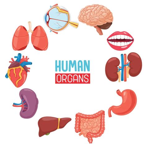 Iconos De órganos Humanos Estructura De Los Ojos Y Pulmones