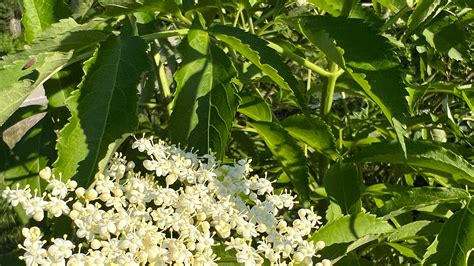 Elderberry Bushes Grow Wild In Hedgerows