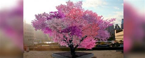 This Magical Tree Produces 40 Different Types Of Fruit Sciencealert