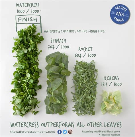 Nutritional Composition Of Watercress — The Watercress Company