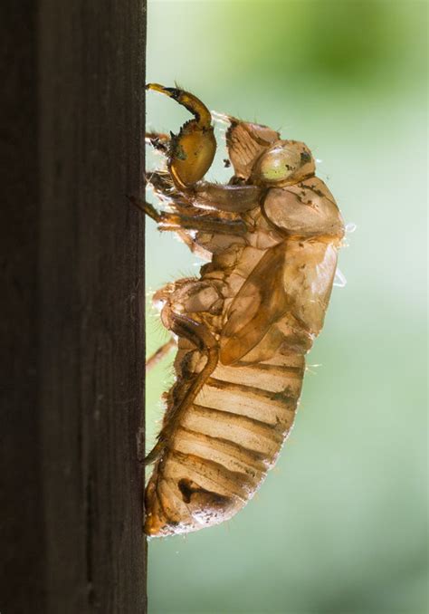 13 Year Cicadas Invade Mississippi Photo Tom Joynt Photos At