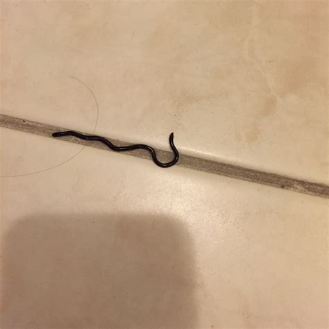 Can Someone Please Help Me Identify This Skinny Black Worm Could It Be