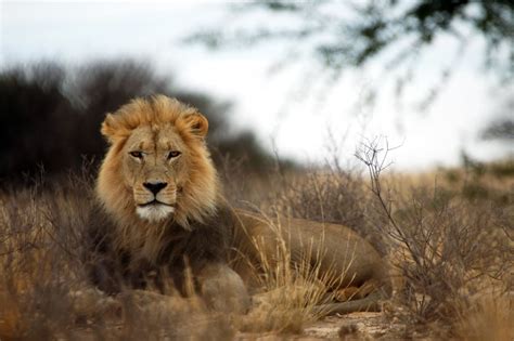 Where To Spot The Lion King Characters On Safari In Africa Africa Tours