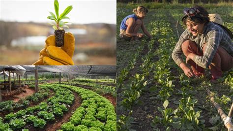 Benefício da agricultura orgânica para a saúde e o meio ambiente