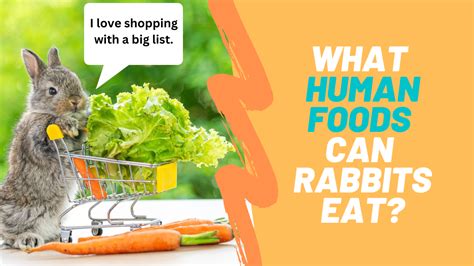 The Top 20 Human Foods Rabbits Can Eat Small Pet Select Blogs Small