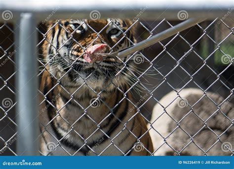 Tiger Feeding Captive Tiger Behind A Fence Eating Meat Off A Fork Fed