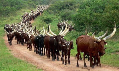 Ankole Traditional And Cultural Experiences In Western Uganda