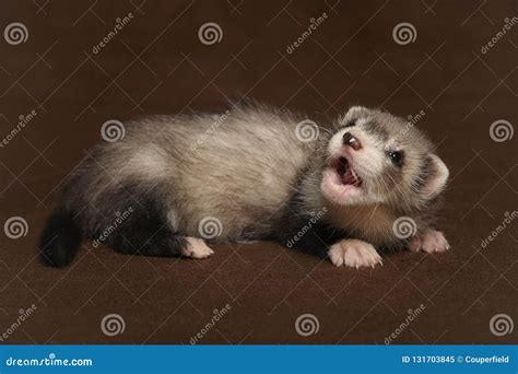 Dark Sable Young Ferret Baby Laying In Studio Stock Image Image Of