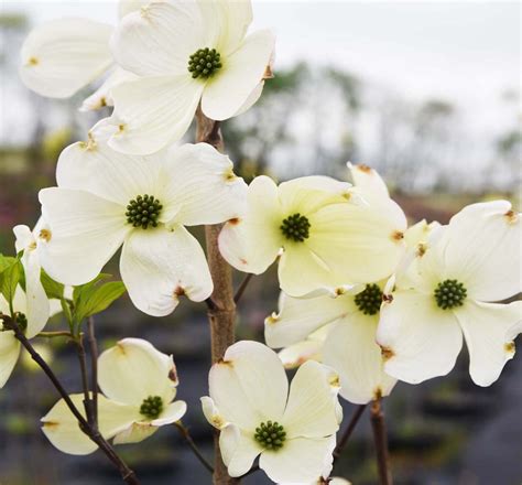 It is a common understory tree in wooded areas throughout the state. Cherokee Princess Dogwood | Altum's | Zionsville, IN