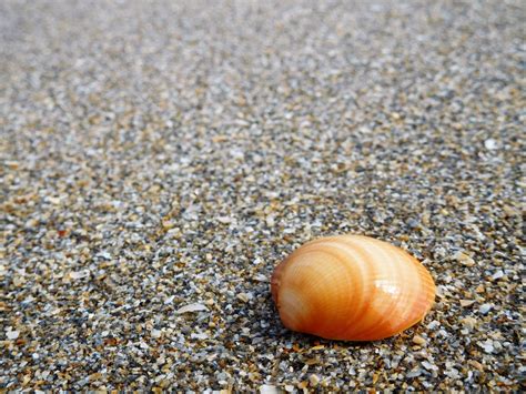 Free Images Beach Sand Food Pebble Seashore Material Shell Invertebrate Seashell