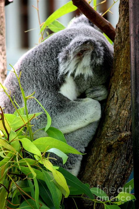 Zoo Life 2011no3 Photograph By Rl Clough Fine Art America