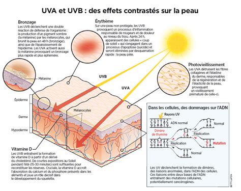 Infographie Uva Et Uvb Du Soleil Des Effets Contrast S Sur La Peau