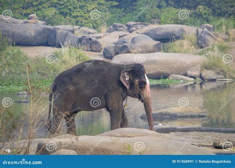 The Indian Elephant Bathes In The River Swim Stock Image Image Of Mammal Ablution 91368991