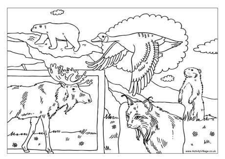 Soulmetalpodcast: North American Animals Coloring Pages