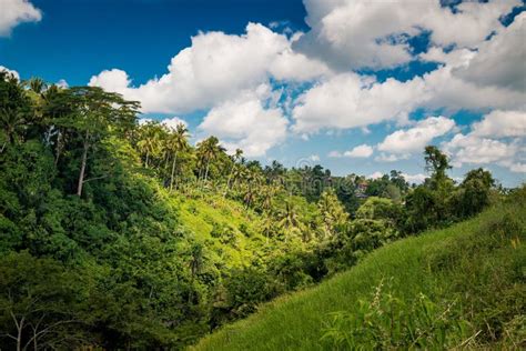 Bali Forest Near Ubud Stock Image Image Of Beautiful 171447971