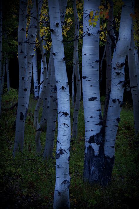 9th feb forest edge unaffiliated sj. Moonlight Aspens Photograph by The Forests Edge ...