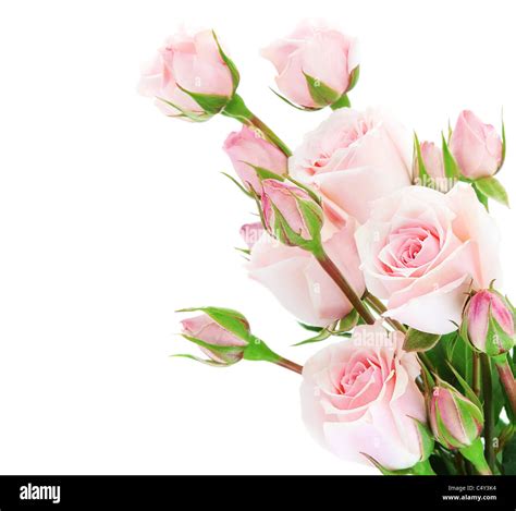 Fresh Pink Roses Border Isolated On White Background Stock Photo Alamy