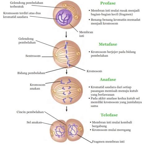 Pembelahan Sel Jenis Mitosis Dan Meiosis Pe Utakatikotak Com Riset