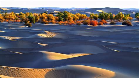 Desert Dune Trees Nature Landscape Wallpapers Hd Desktop And