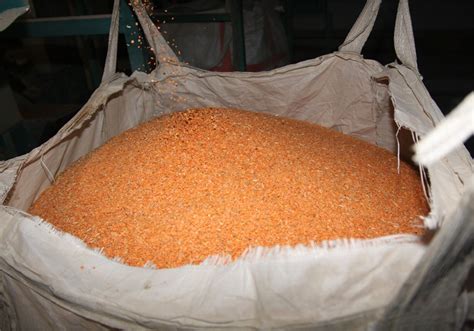 Supply Shortfall Looms For Red Lentils The Western Producer