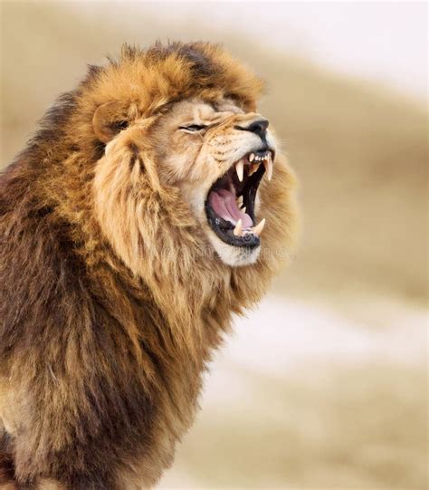 Angry Lion Stock Photo Image Of Predator Snarl Bathing 4510348