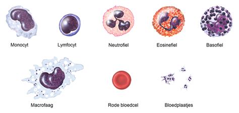 Verschillende Bloedcellen Bloedcellen Bloedplasma Rode Bloedcellen