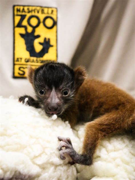 Critically Endangered Lemurs Born At Nashville Zoo Zooborns