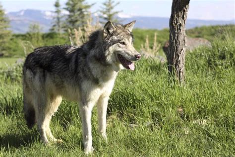 German Shepherd Wolf Mix Breed Guide