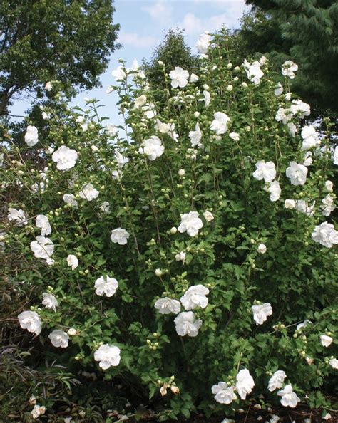 Rose Of Sharon White Flowering Shrubs White Gardens