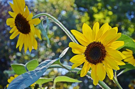 1920x1080 1920x1080 Yellow Flowers Summer Sunflowers Macro
