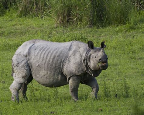 An Indian Rhinoceros Smiles New Calf Born In India Lifegate