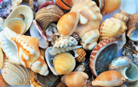 Collection Of Sea Shells Free Stock Photo Public Domain Pictures