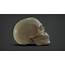 Caucasian Male Skull 3D Model ZTL