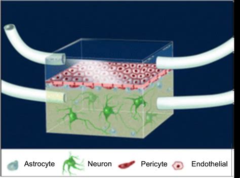 Blood Brain Barrier On A Chip Microfluidics Innovation Center