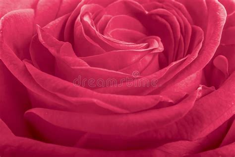 Pink Rose Petals As Background Stock Image Image Of Beautiful Beauty