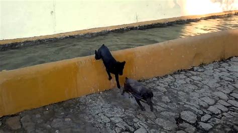 Perros De Agua Bañandose En Un Pilón Blog Sobre Perros