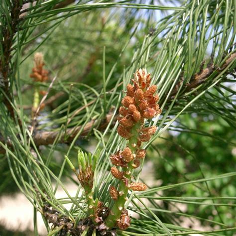 Pin Rouge Du Japon Graines De Pinus Densiflora