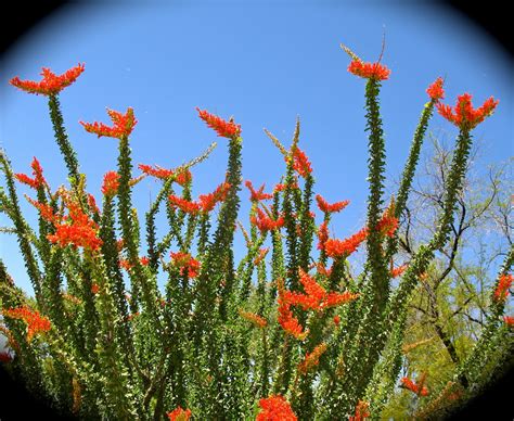 Cactus Chronicles Ode To The Ocotillo
