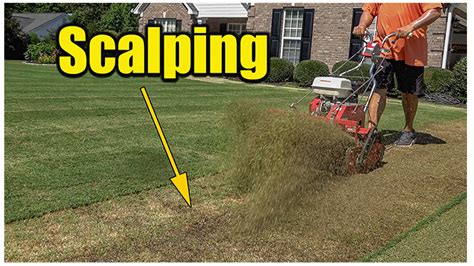 Suitable for southern lawns from coast to coast. Scalping Bermuda Lawns Bermuda Grass Care