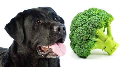 Can Dogs Eat Broccoli Is It Okay To Share This Veg With