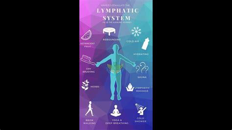 Detox Ways To Stimulate The Lymphatic System Youtube
