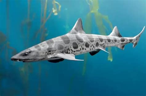 14 من اشهر انواع سمك القرش المفترس في العالم بالصور سحر الكون