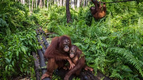 Indonesias Orangutans Suffer As Fires Rage And Businesses Grow The