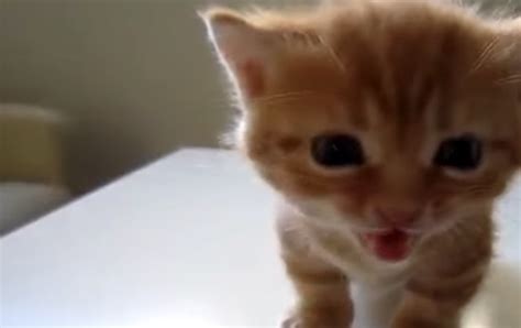 Cute Kittens Talking And Meowing Compilation Cats Vs Cancer