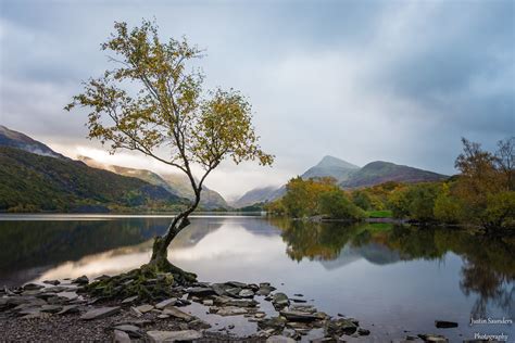Lone Tree Wales Justin Saunders Flickr